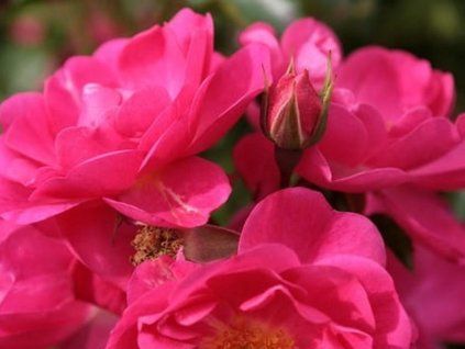 Růže 'Neon®' (Balení kontejner C2)