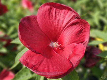 107762 hibiscus raijin