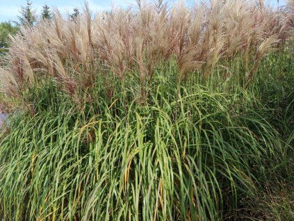 Ozdobnice čínská 'Goliath' Miscanthus sinensis 'Goliath' (Balení kontejner C2)