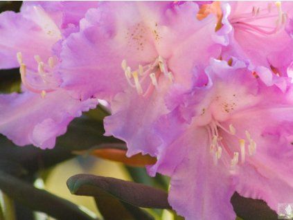 Rododendron 'Caroline Allbrook' (Balení kontejner C5)