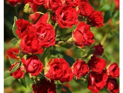 61605 1 61605 1 stromkova ruze previsla red cascade