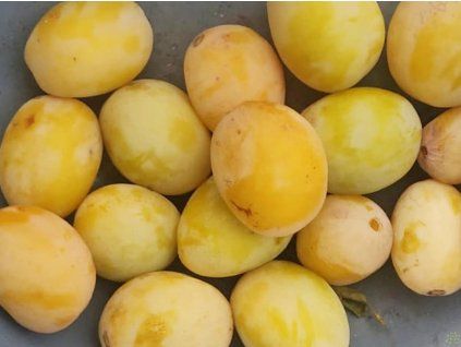 62934 svestka tipala