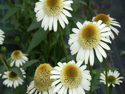 64701 1 secrect pride