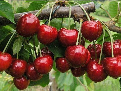 65031 2 tresen kasandra