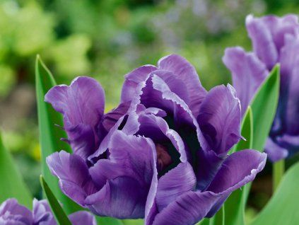 65526 tulipan blue parrot