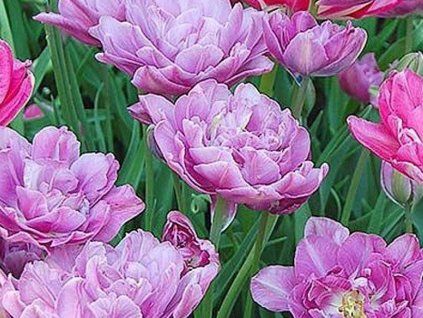 liliowa doskonałość