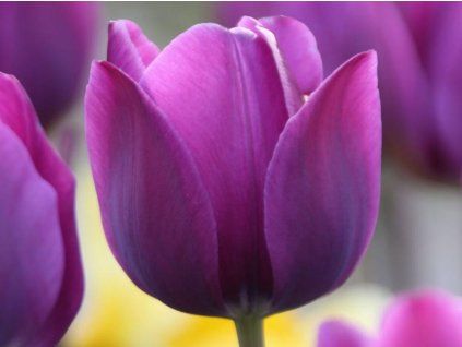 65802 tulipan negrita