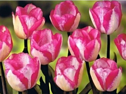 bawić się dziewczynami