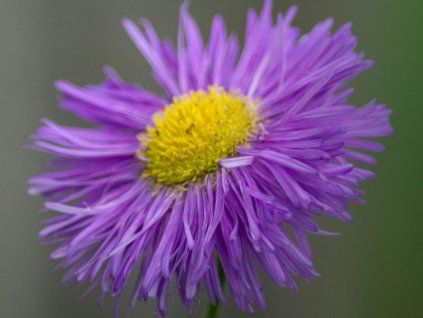 65976 grandiflorus 1