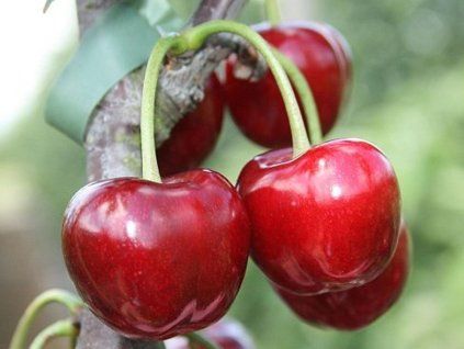 85634 1 tresen regina