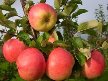 102713 1 jablon barby