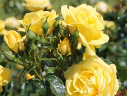 Růže 'Emil Nolde®' (Balení kontejner C2)