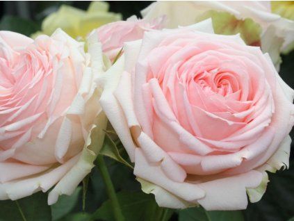 Růže 'First Lady®' (Balení kontejner C2)