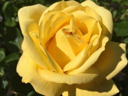 Růže 'Arthur Bell' (Balení kontejner C2)