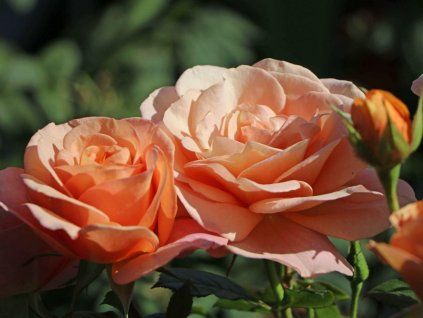 Růže 'Bengali®' (Balení kontejner C2)