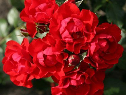 Růže 'Black Forest Rose®' (Balení kontejner C2)