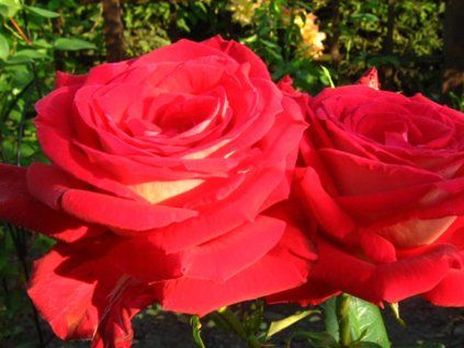 Růže 'Bicolette' (Balení kontejner C2)