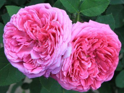 Růže 'Kimono' (Balení kontejner C2)