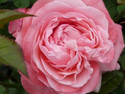 Růže 'Kolner Flora®' (Balení kontejner C2)