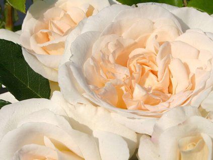 Růže 'Kosmos®' (Balení kontejner C2)