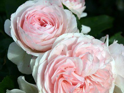 Růže 'Larissa®' (Balení kontejner C2)