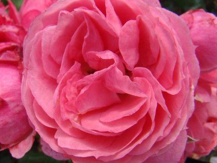 Růže 'Moin Moin®' (Balení kontejner C2)