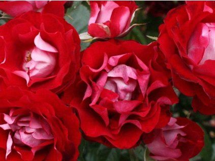 Růže 'Rose der Einheit®' (Balení kontejner C2)