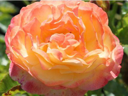 Růže 'Rose der Hoffnung®' (Balení kontejner C2)