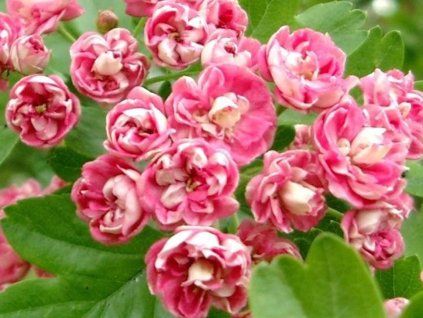 108062 1 rosea