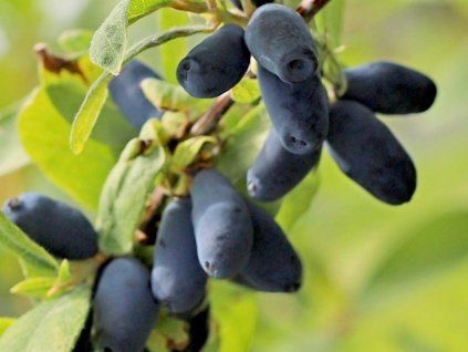 cukierkowy niebieski2