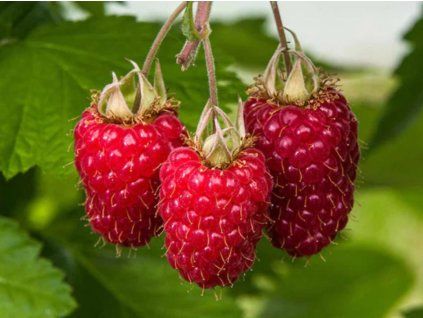 108653 1 glen carron