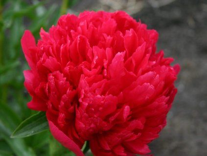 wydajność polecenia