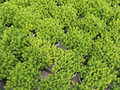 116830 1 hebe odora nana