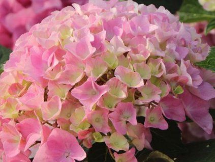 108954 3 dolly buster3