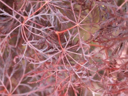 109461 2 red feathers