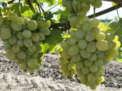 Réva vinná 'Lora' (Balení kontejner C2)