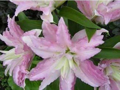 69804 double pleasure