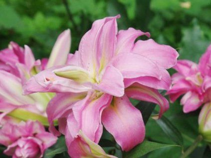 69807 double surprice