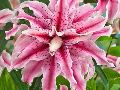 Lilie 'Magic Star' (Balení cibule 18/20 - 2 ks)