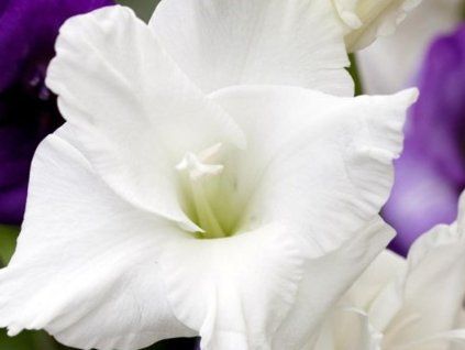 Mečík 'White Prosperity' (Balení hlíza 14/+ - 5ks)
