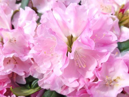 Rododendron 'Polaris' (Balení kontejner C4)