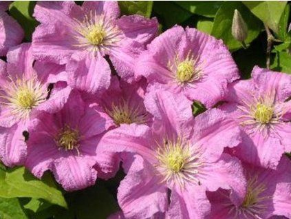 Plamének 'Comtesse de Bouchaud' (Balení kontejner C2)