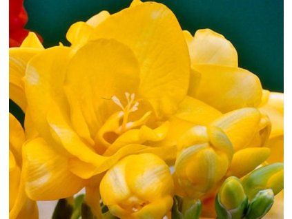 70386 1 yellow