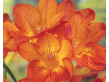 70395 1 orange