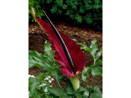 Dracunculus vulgaris