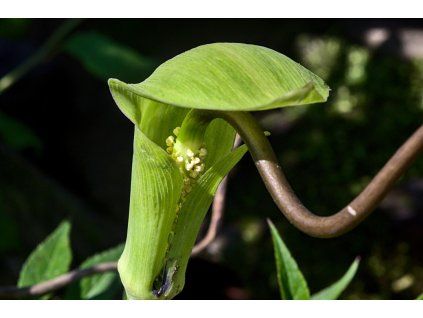 Arisaema tortuosum (2)