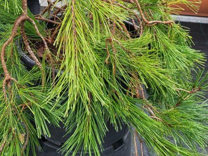 Pinus densiflora 'Pendula' (1)