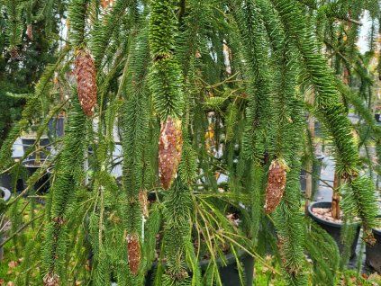 Picea abies 'Virgata' (4)