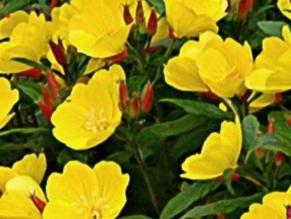 wiesiołek dwuletni 1