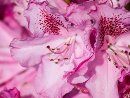 Rododendron 'Constanze' (Balení kontejner C2)